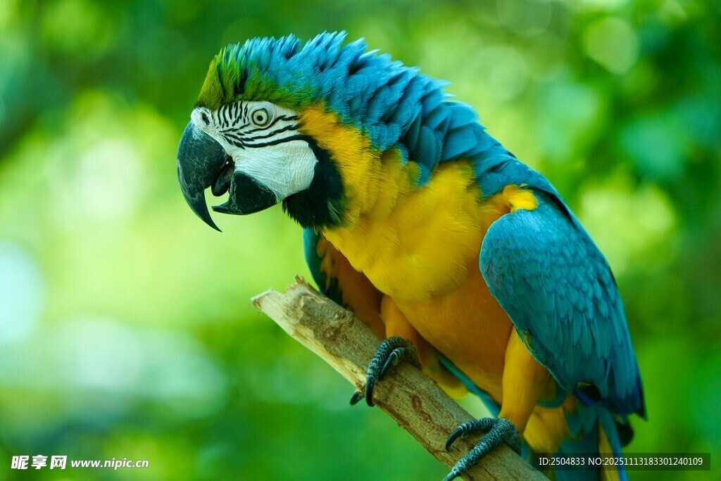 蓝黄鹦鹉栖息枝头
