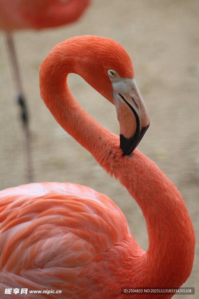 优雅火烈鸟特写