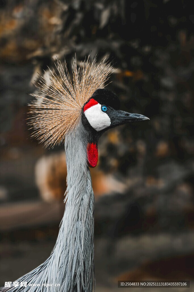 优雅戴冕鹤特写