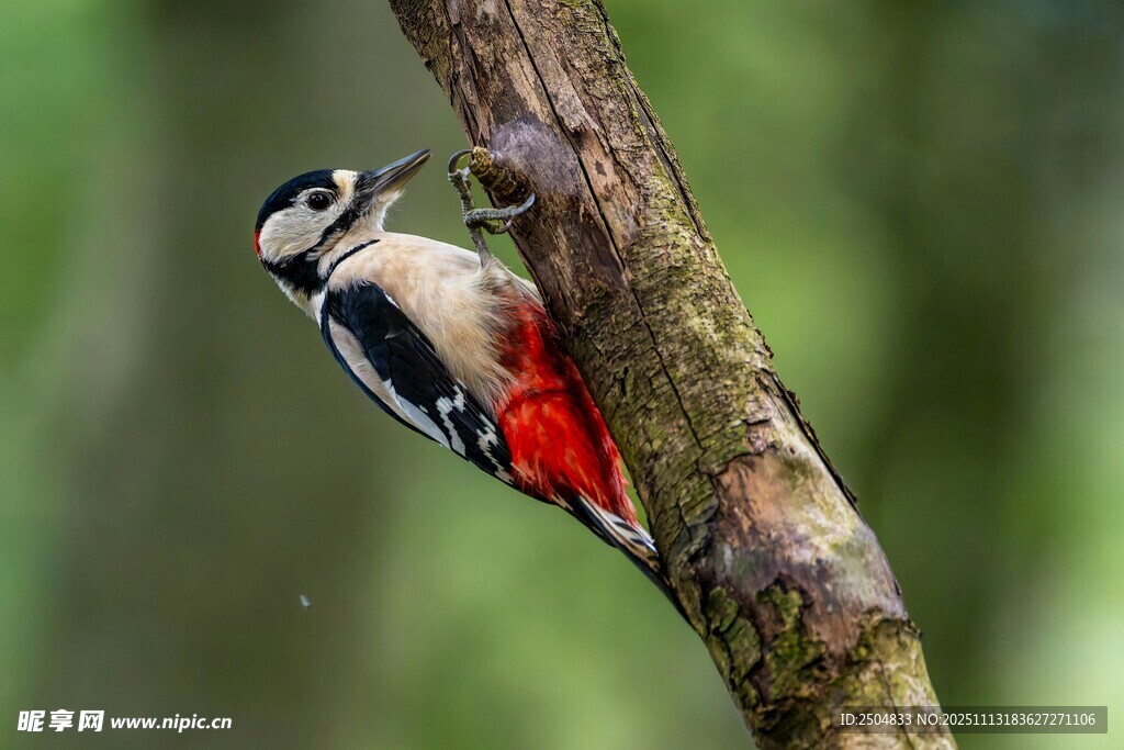 啄木鸟栖息于树干上