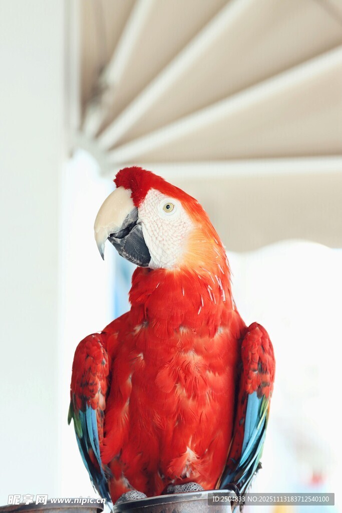 色彩艳丽的红金刚鹦鹉