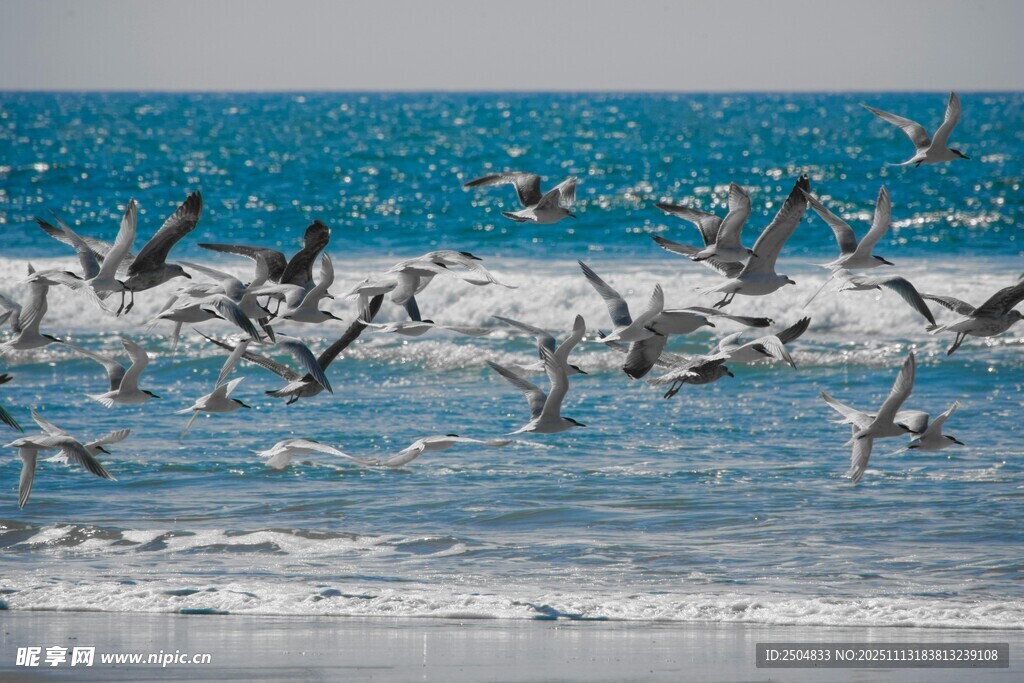 海面上群鸟飞舞的壮观景象