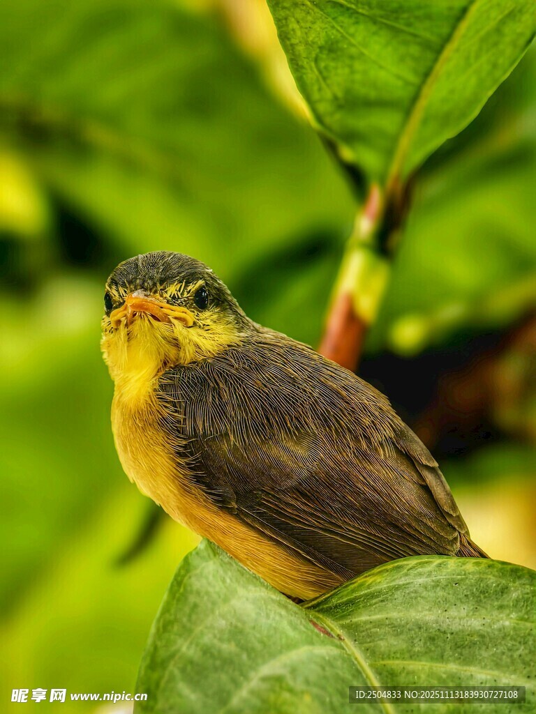 绿叶间的黄胸小鸟
