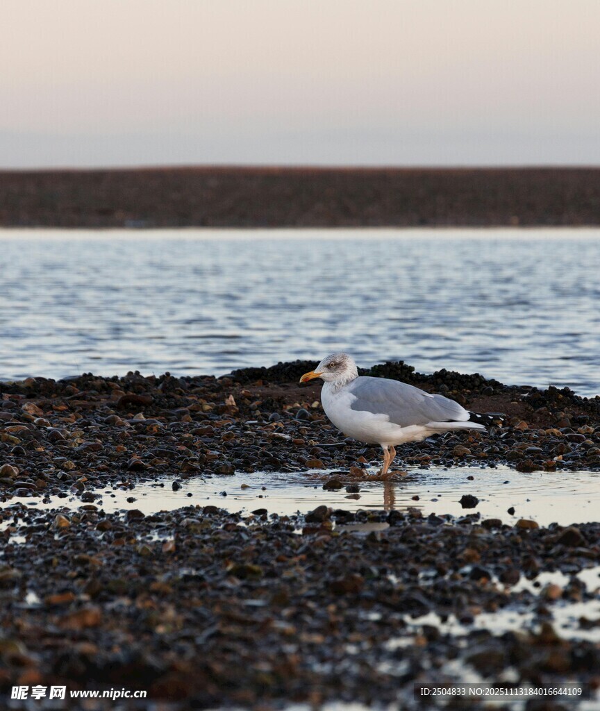 海边海鸥立于礁石之上