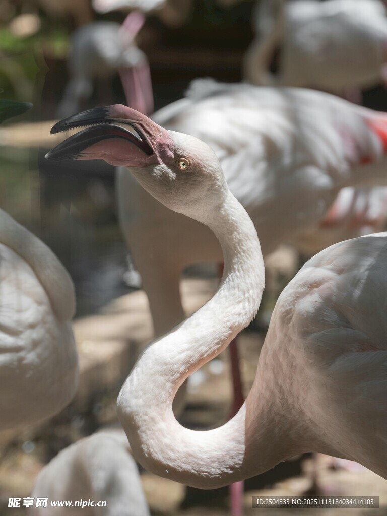 优雅火烈鸟特写