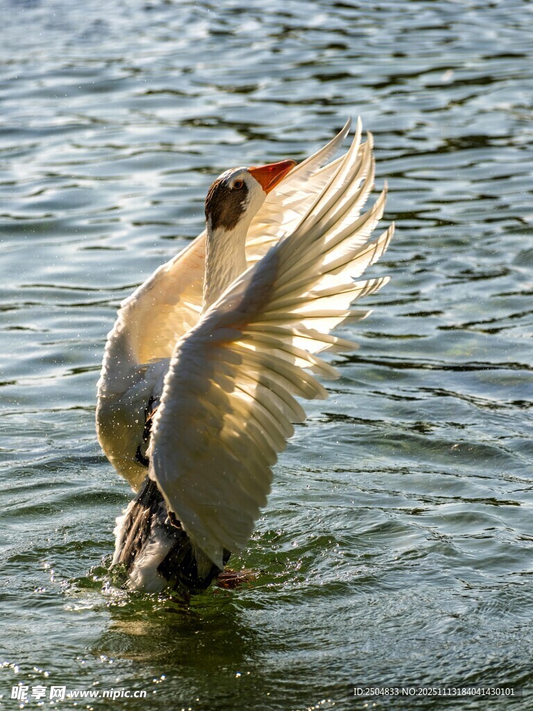白鹈鹕水中展翅瞬间