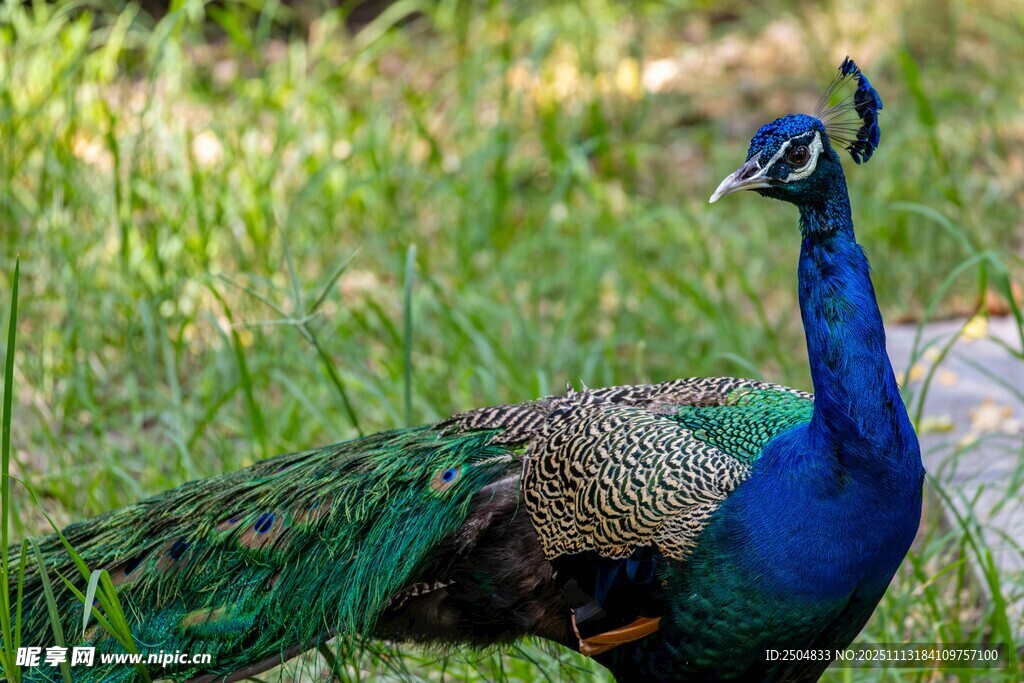 美丽蓝孔雀于草丛中