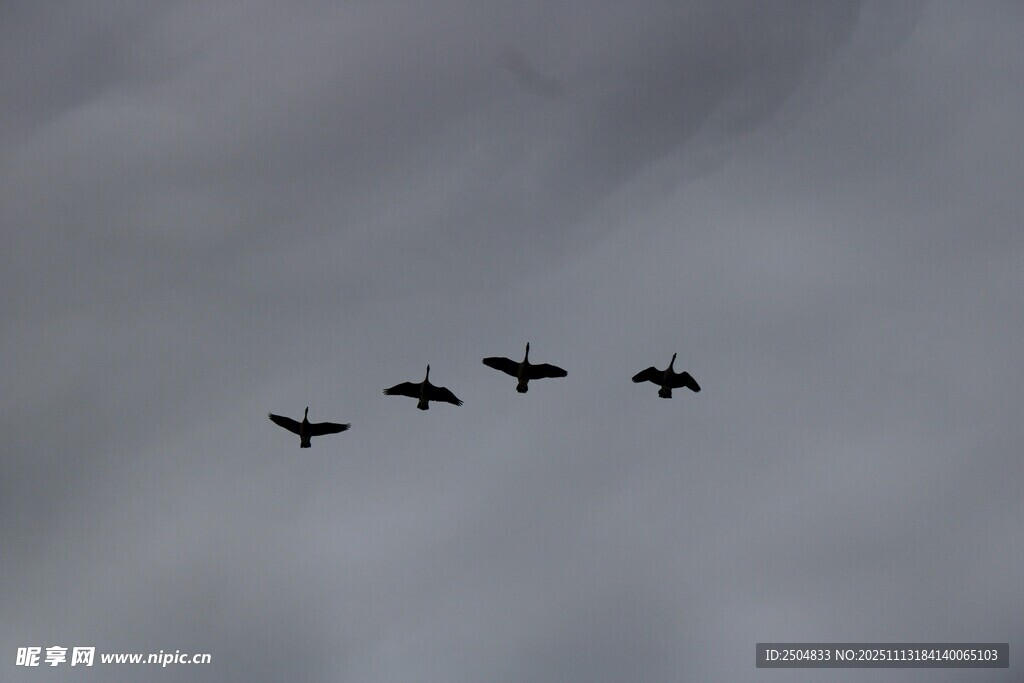 编队飞行的鸟儿