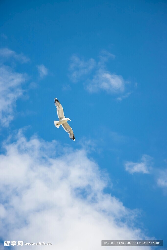 蓝天下翱翔的飞鸟