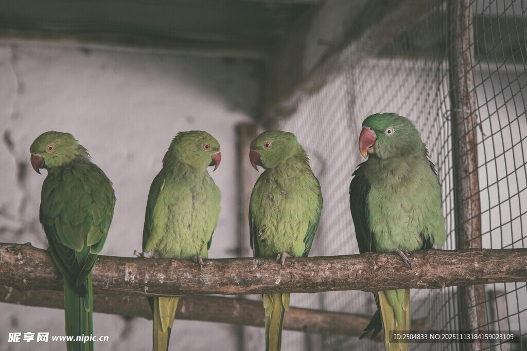 四只绿鹦鹉栖息于枝头