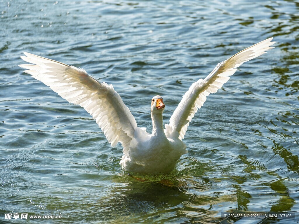 天鹅水中展翅