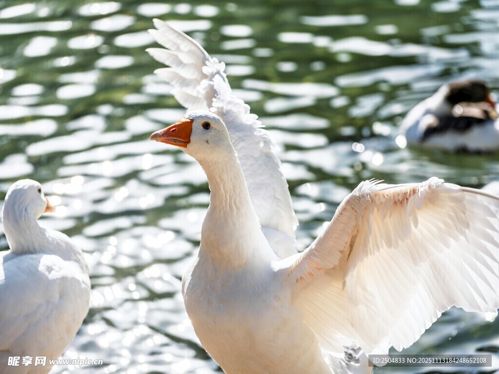 湖畔展翅的白色鸟儿