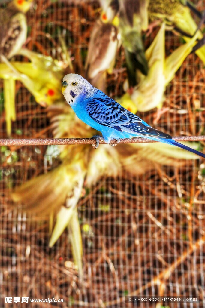 蓝鸟栖息于枝叶间