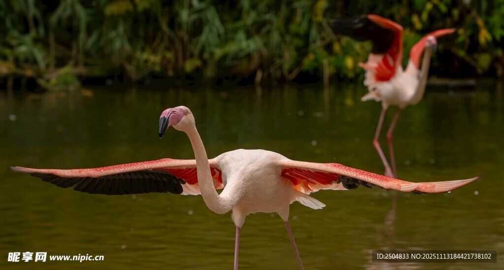 展翅的火烈鸟于湖畔