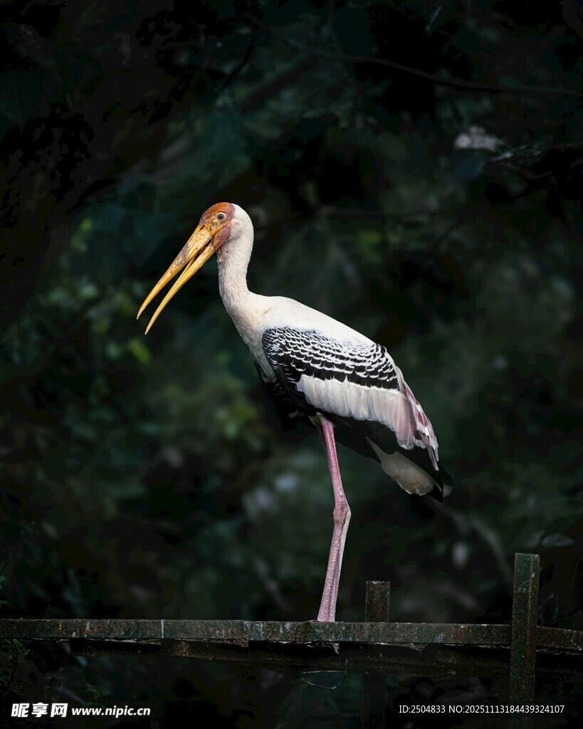 站立的黄嘴鹮鹳