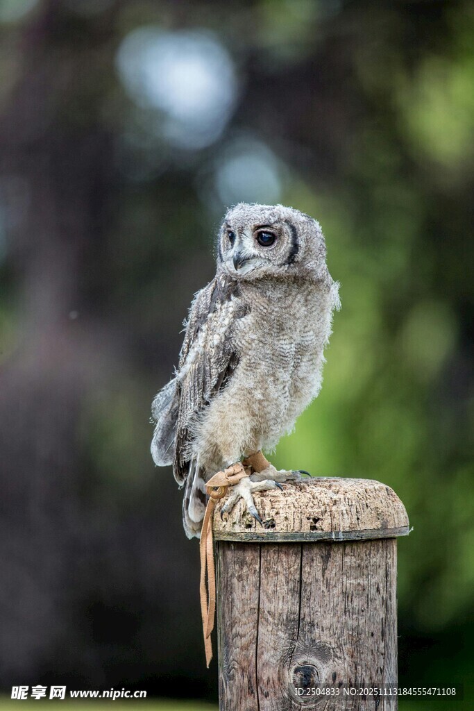 站在木桩上的幼年猫头鹰