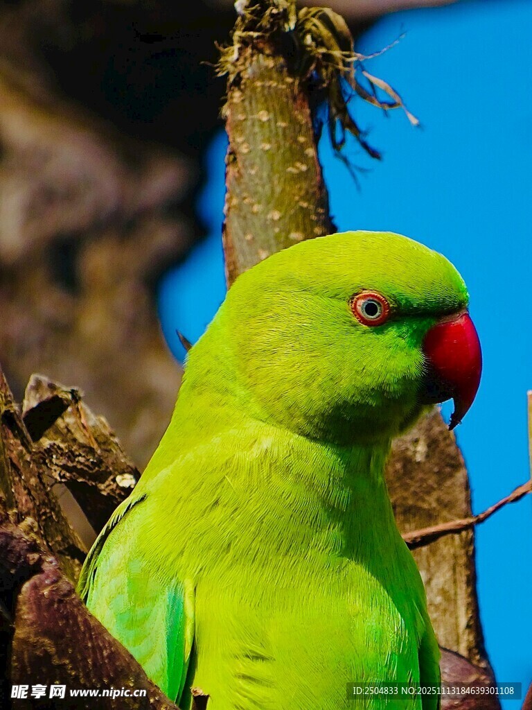 翠绿鹦鹉栖息枝头