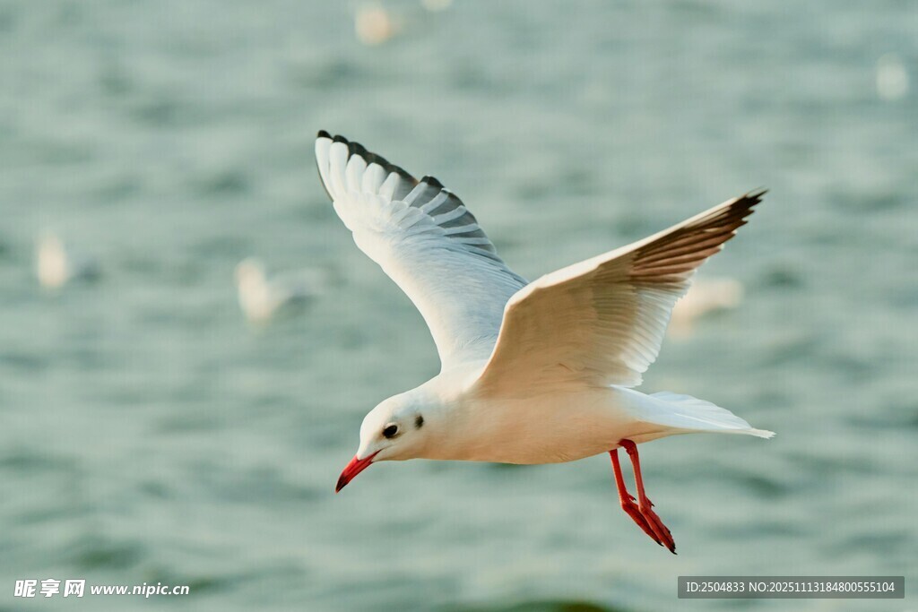 海鸥展翅于碧海之上