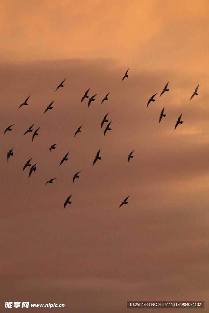 夕阳下群鸟翱翔