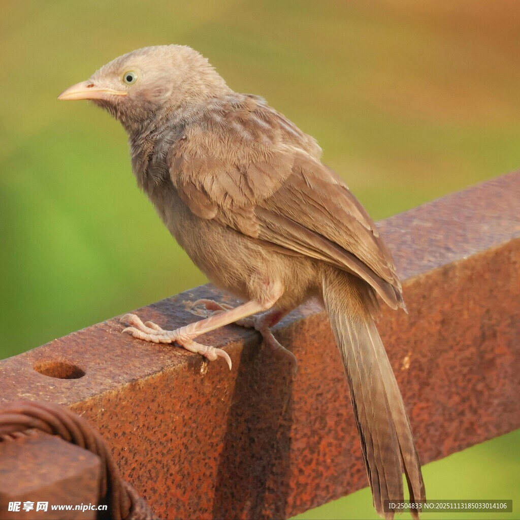 栖息于栏杆上的灰褐色小鸟