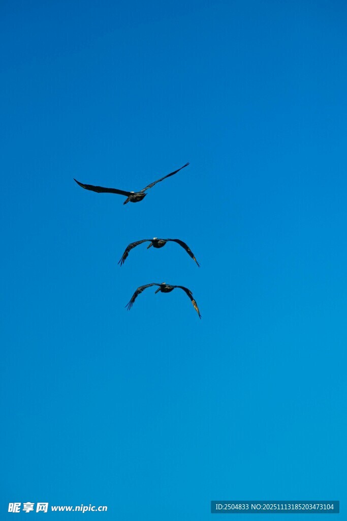 蓝天下飞翔的三只鸟儿