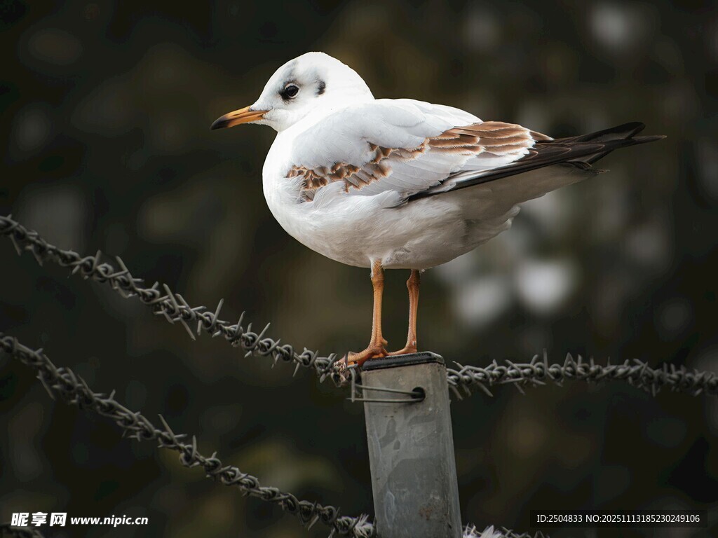 站在铁丝网上的白色海鸥
