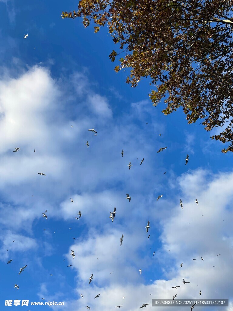 蓝天下纷飞的树叶与白云