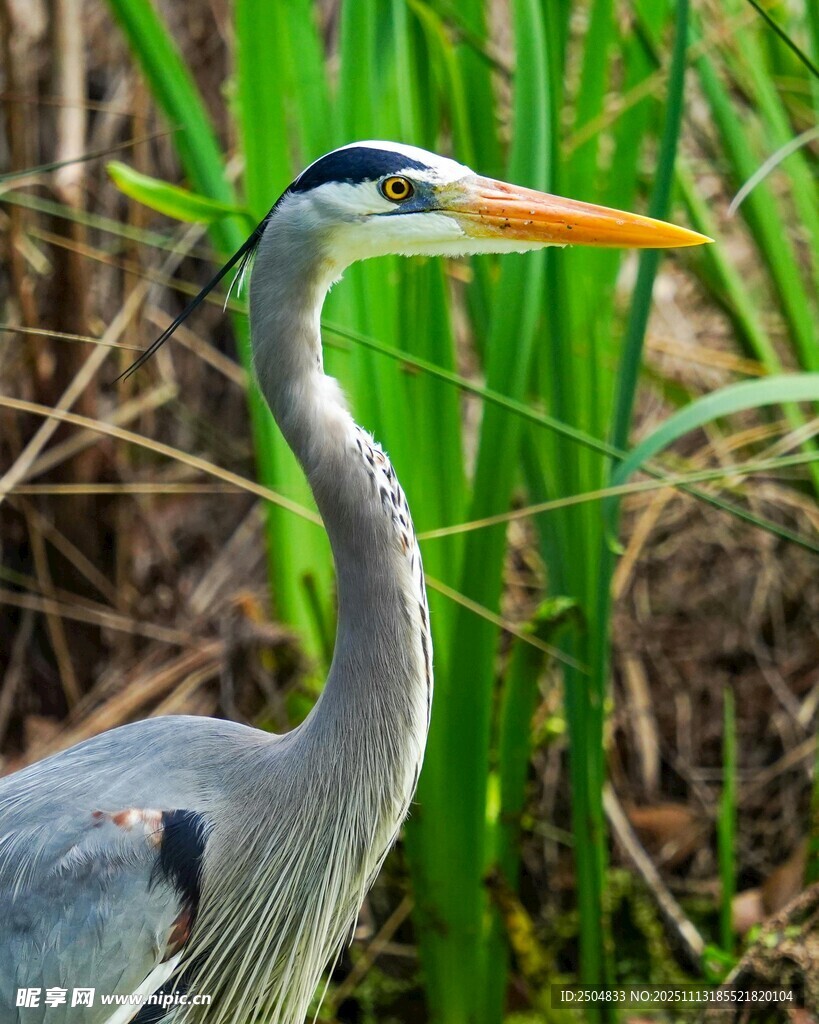 灰鹭立于草丛间