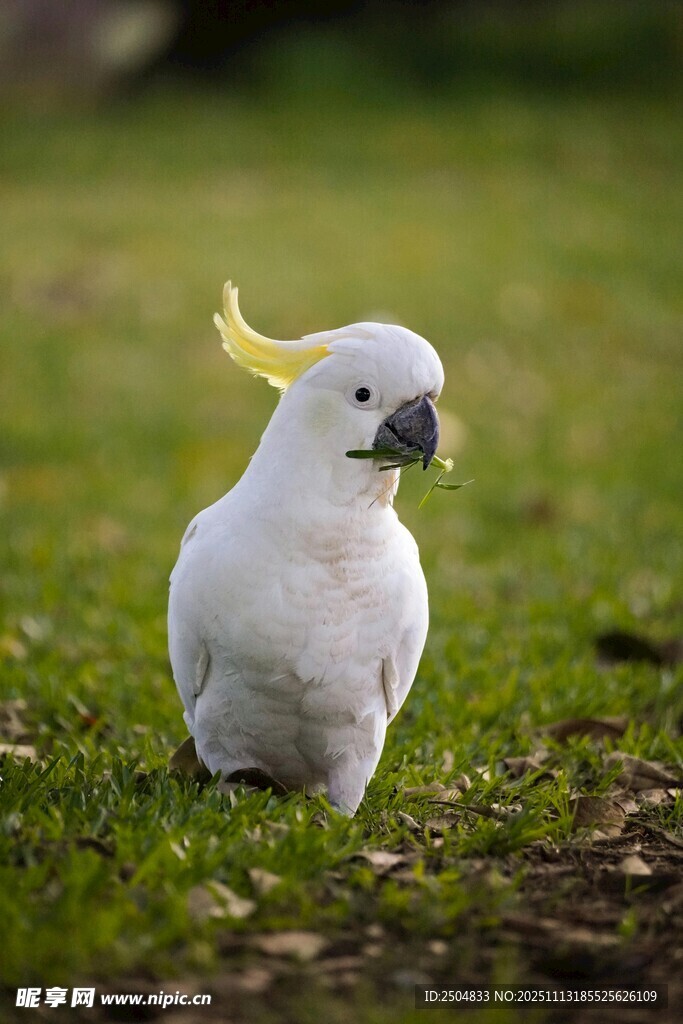 草地上的凤头鹦鹉