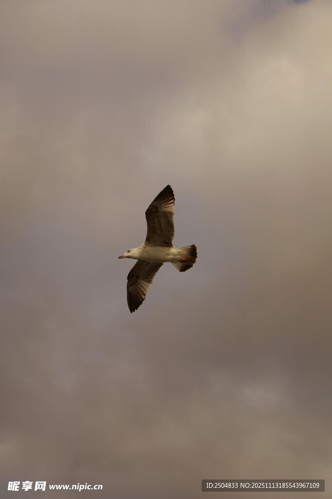 天空中翱翔的飞鸟