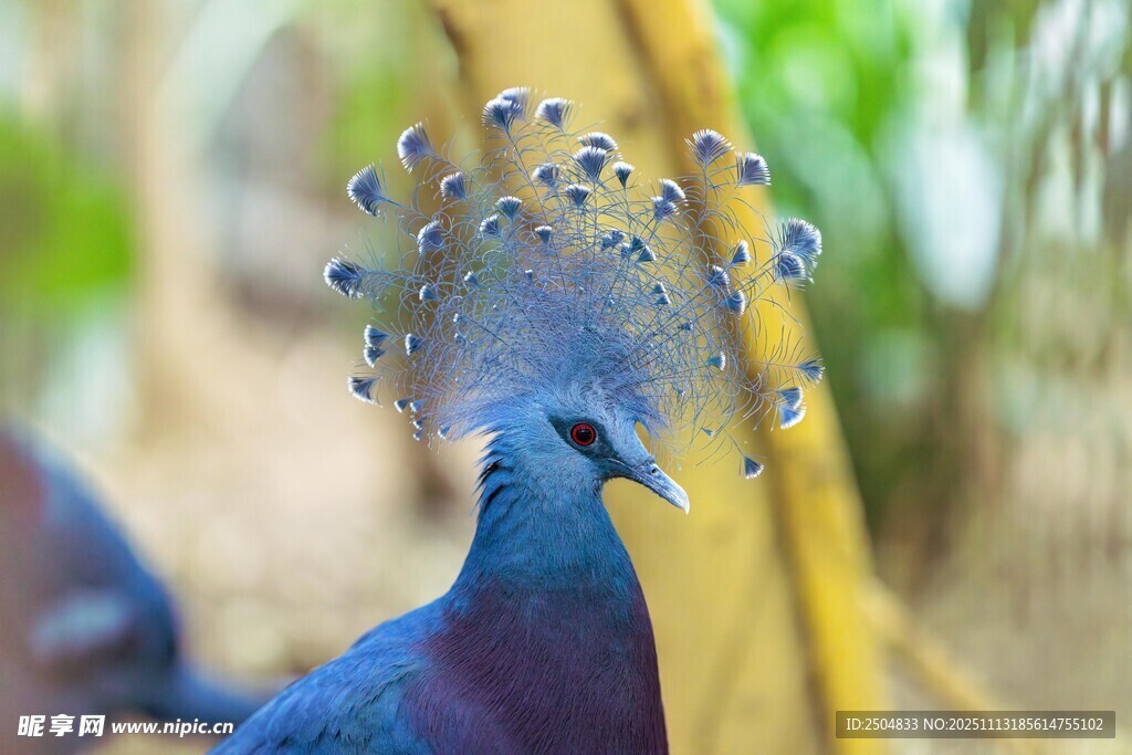 开屏蓝孔雀特写