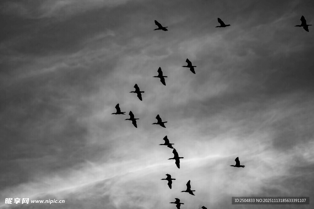 群鸟翱翔于阴云天空