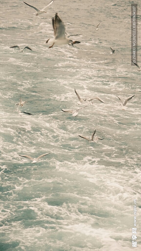 海面上飞翔的成群海鸥