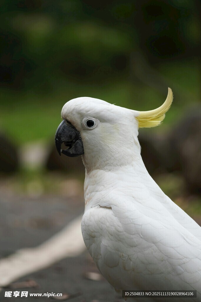 白色凤头鹦鹉特写