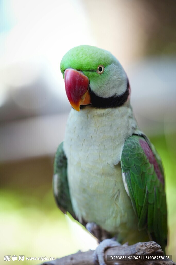 绿羽鹦鹉栖息枝头