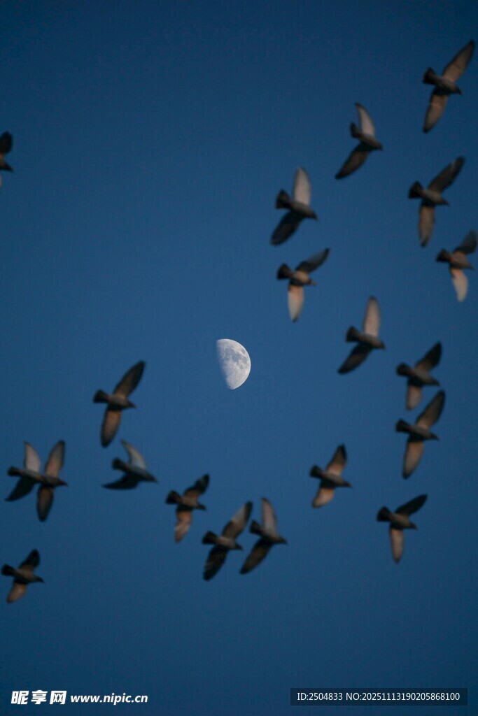 飞鸟伴月的静谧天空