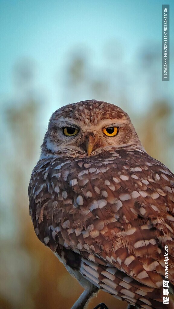 呆萌猫头鹰特写