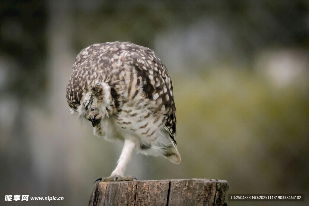 站在木桩上的猫头鹰