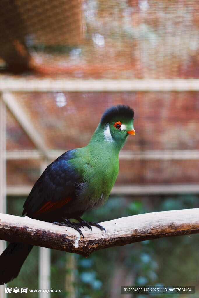 绿羽凤头鸟栖息于枝头