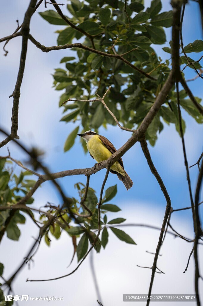枝头小鸟栖息于绿叶间