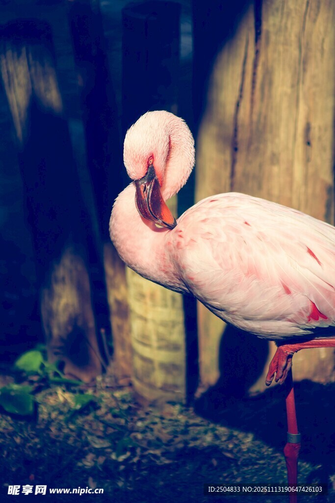 优雅火烈鸟单腿休憩