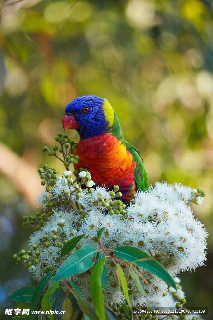 多彩鹦鹉栖于繁花之上