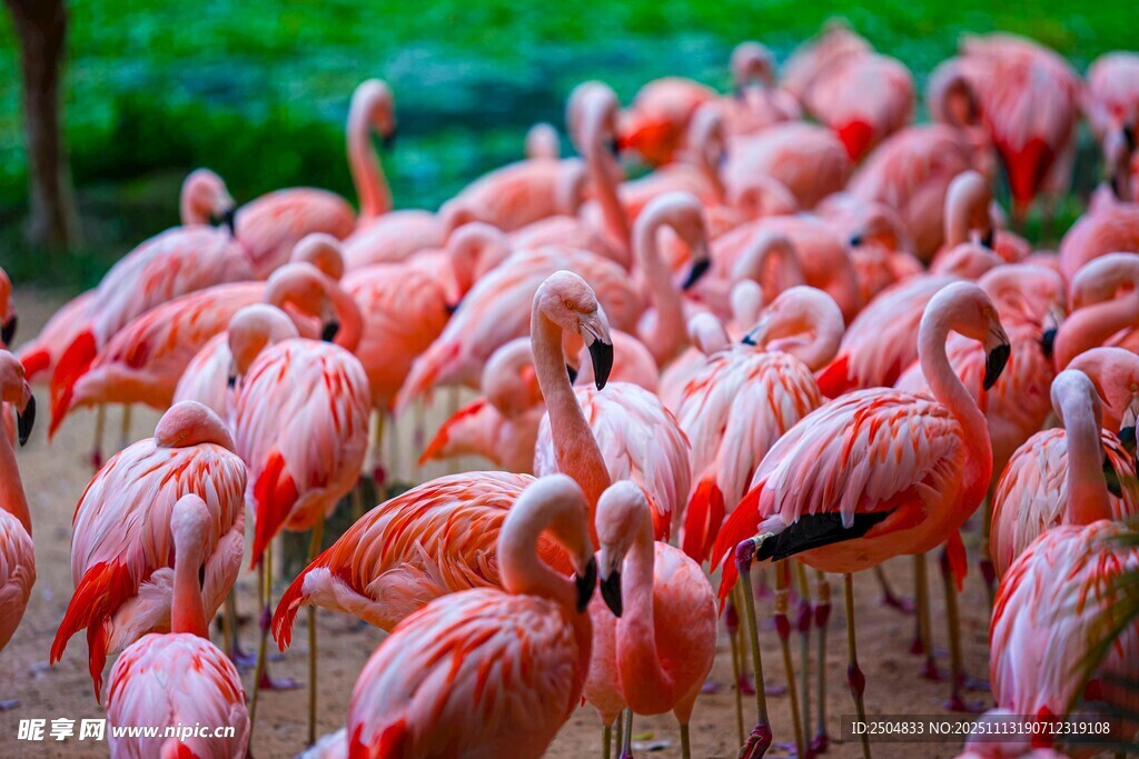 一群火烈鸟聚集的场景