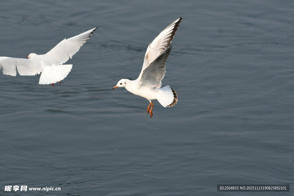 海鸥于海面展翅飞翔