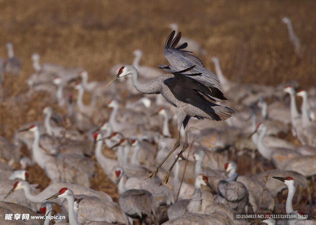 群鹤聚集 一鹤展翅欲飞