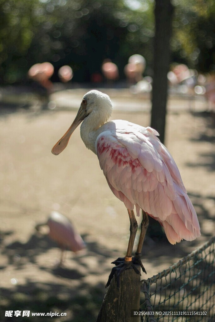 玫瑰琵鹭栖息于枝头