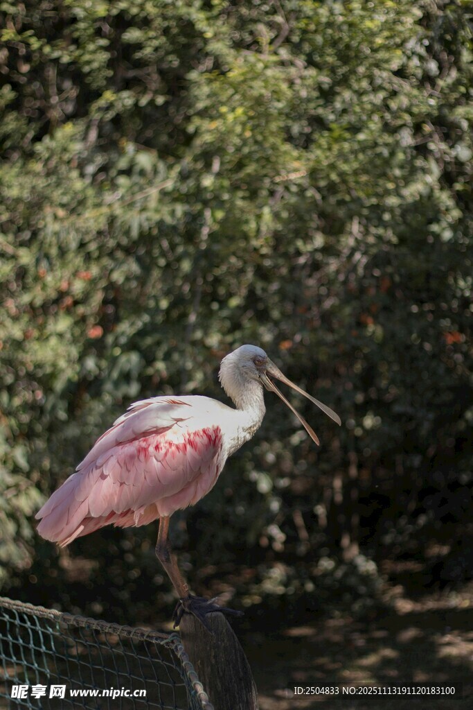 粉红琵鹭站立于绿植旁