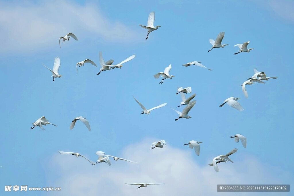 蓝天白鸽群飞景象