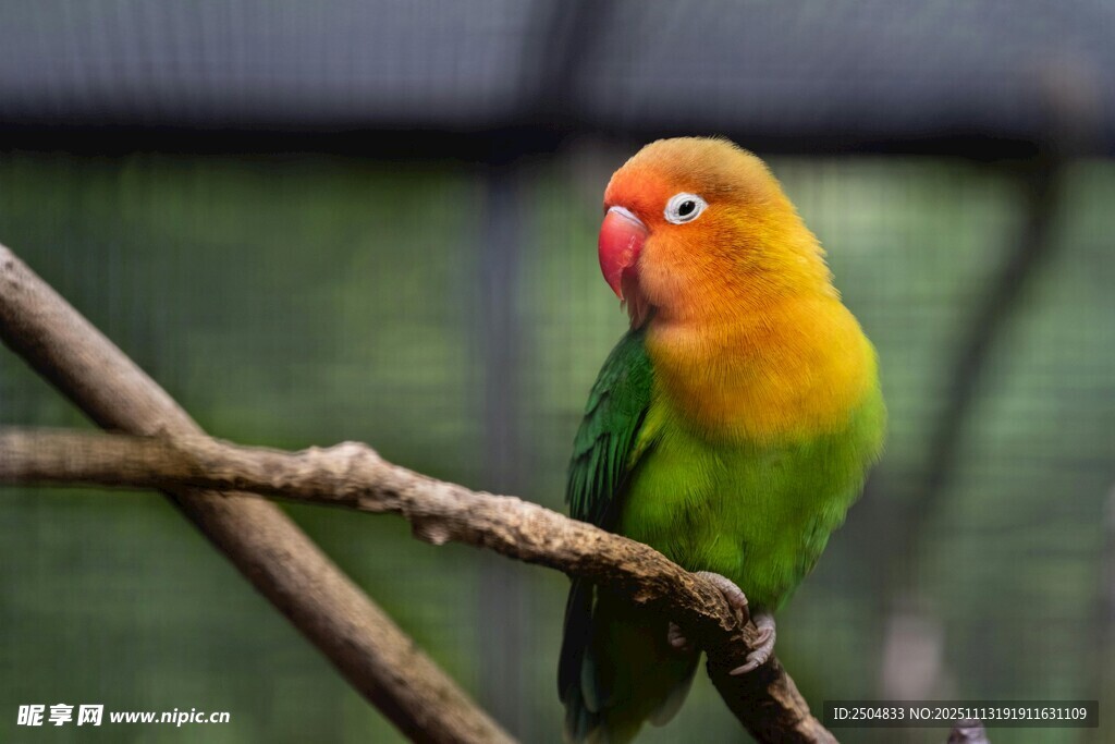 多彩鹦鹉栖于枝头