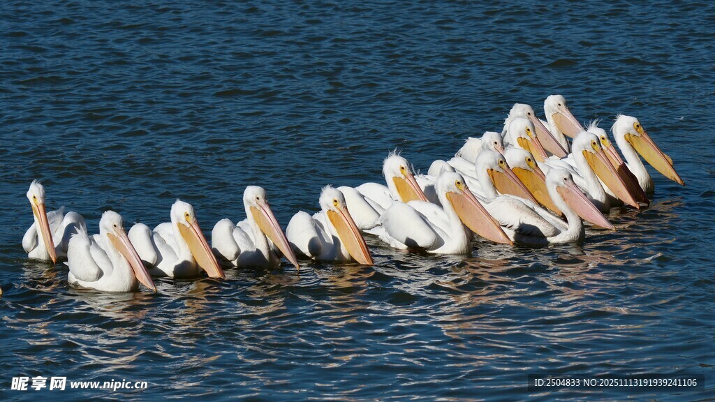 水面上成群的鹈鹕
